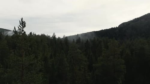 Serene aerial view of forest trees with mist and fog giving a mystical and tranquil atmosphere.