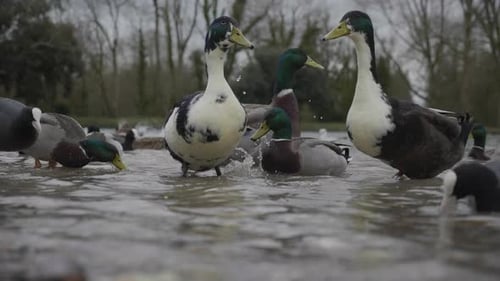 Canards dans un étang mangeant de la nourriture