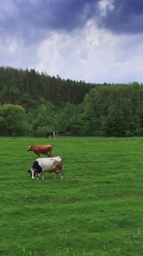 Different cows grazing on the green meadow. Cattle eating grass at backdrop of pine tree forest
