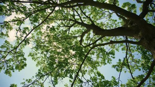 Looking Up to Sunlight Shining Through Bright Green Tree Leaves in Forest Wide Shot