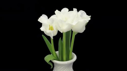 Time lapse of opening white tulips with ALPHA channel