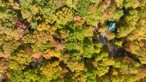 View From Above of Colorful Woods with Yellow and Orange Canopies in Autumn Forest on Sunny Day