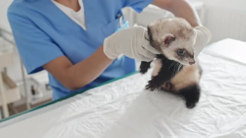 Tierärztin untersucht Frettchen in Klinik