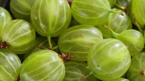 Green Organic Berries Gooseberries Traditional Russian Berries Gooseberry Closeup Background From