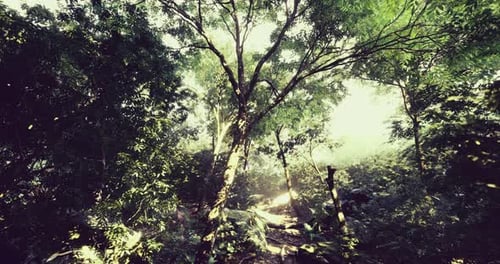 Lush Green Forest with Sunlight Filtering Through Trees in Nature