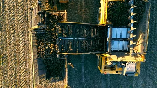 Top View Harvesting Sugar Beet