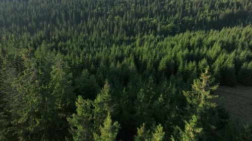Lush green evergreen forest under gentle sunlight in a serene natural landscape, aerial view