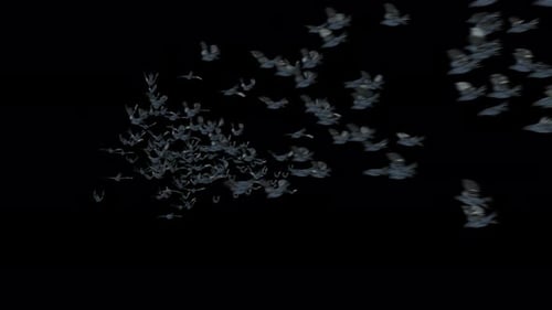 Flock of Dark Birds Flying Across Screen Animation