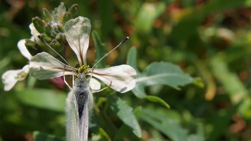De cerca: la polilla gris camuflada sobre una flor blanca se disfraza y se va volando cuando es descubierta