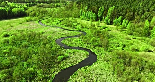 Winding river and swamps at spring. Wildlife in Poland.