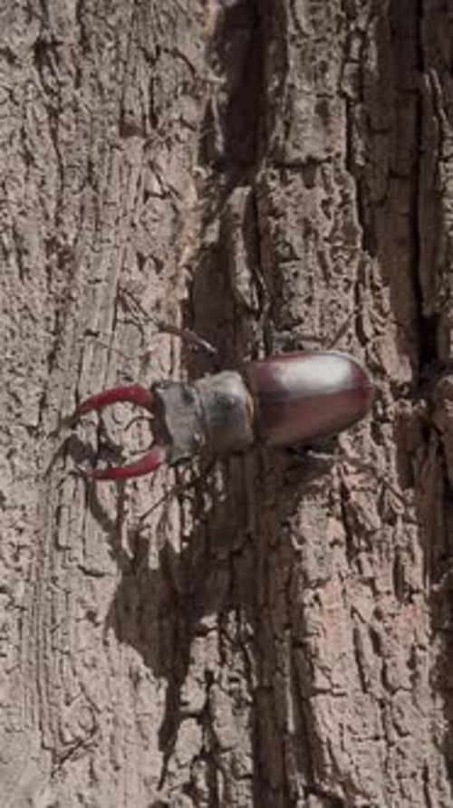 Close-up of male Greater Stag Beetle climbing along trunk of an old tree on sunny day.