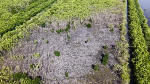 Aerial Wetland Drone View Over Mangrove Marsh