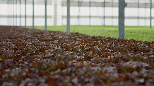 Lettuce Growing in a Modern Greenhouse