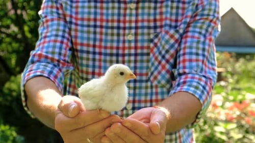 Man Holding Cute Chick in His Hands