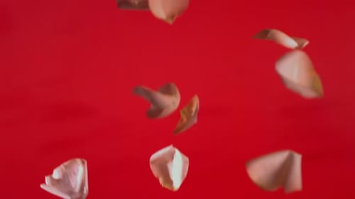 Fallende Rosenblätter zum Valentinstag