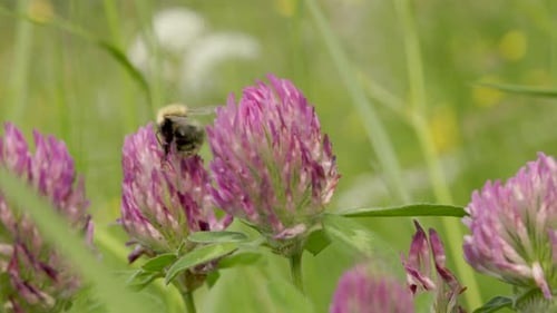 Bee Pollinating Clover Flower in Summer Meadow