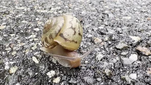 Schnecke bewegt sich mit Schale auf der Fahrbahn