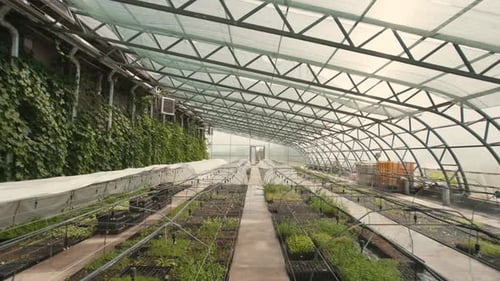 Großes Industriegewächshaus mit Setzlingen