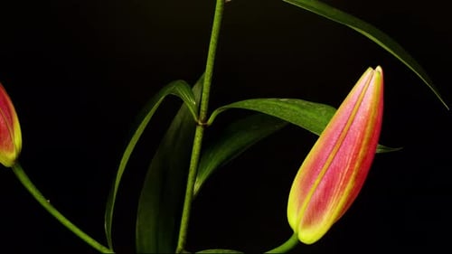 Pink Lily Bloom Time Lapse Close Up