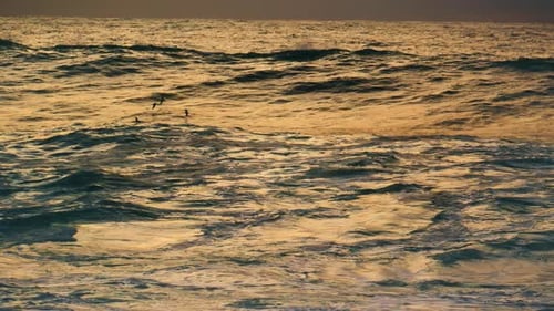 Birds Flying Ocean Surface in Early Morning. Deep Powerful Sea Waving Rolling