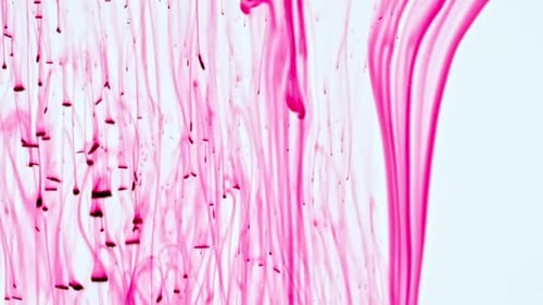 Color Ink in Water on White Background Paint Drops Mixing in Water Ink Swirling Underwater Colored