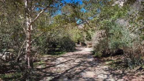 Footpath and trees in forest