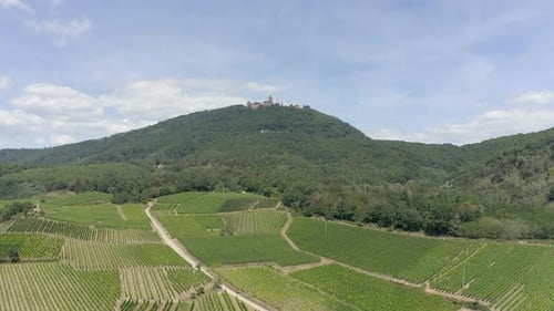 Vue aérienne en arrière montrant des vignobles, avec en arrière-plan un château médiéval rénové dans l'Alsa