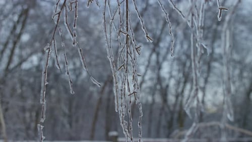 Icicles Hanging From Frozen Tree Branches