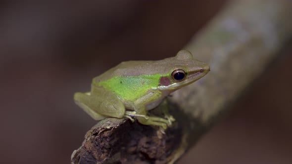 Malayan White-lipped Tree Frog (Chalcorana labialis) sitting on tree ...
