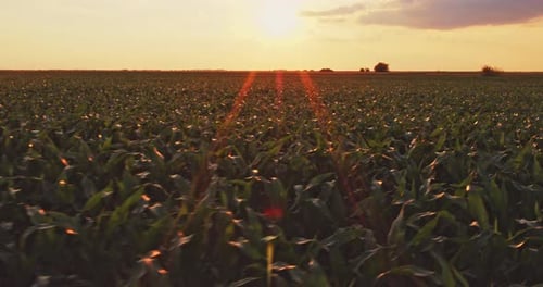 Eine Luftaufnahme des Maisfeldes, das im Frühling reift, Agrarlandschaft