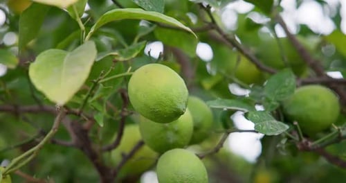 Lime Tree with Fruits Natural Organic Green Lemon on Lemon Tree Outdoor