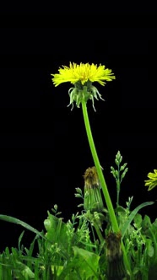 Zeitraffer beim Öffnen der Löwenzahnblüte mit ALPHA-Kanal