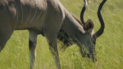 Nahaufnahme eines Kudus, der Gras in der afrikanischen Savanne frisst.