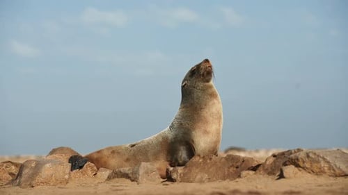 Fur seal is on the rocks outdoors in the wildlife