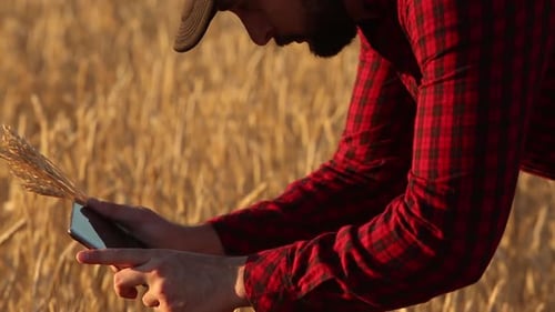 Farmer Using Tablet in Golden Wheat Field