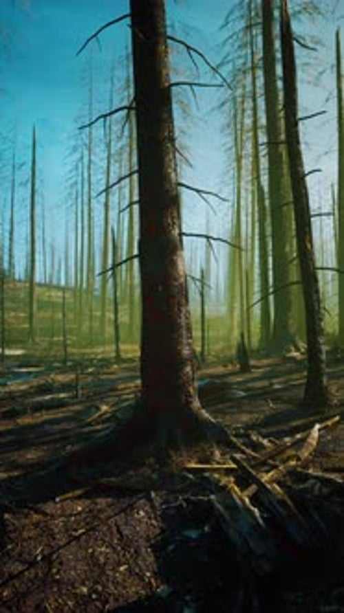 Tall Trees in Burnt Forest