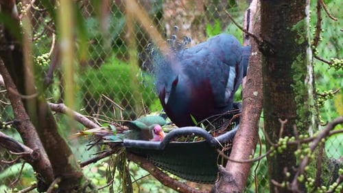 Paloma frugívora macho, ptilinopus jambu, posando en el nido de una paloma coronada de Victoria, Victoria