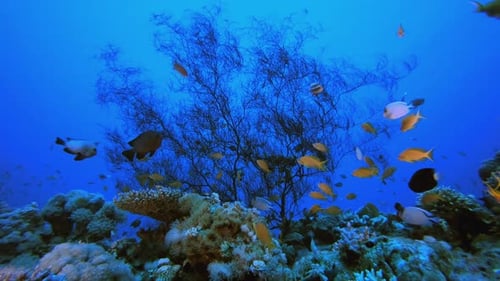 Escena de arrecifes: corales y peces