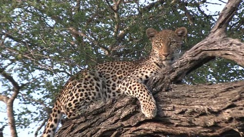A leopard in a tree looking at the camera.