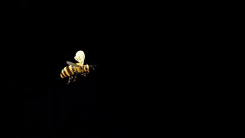 Realistic Flying Bee Animation for Nature Projects