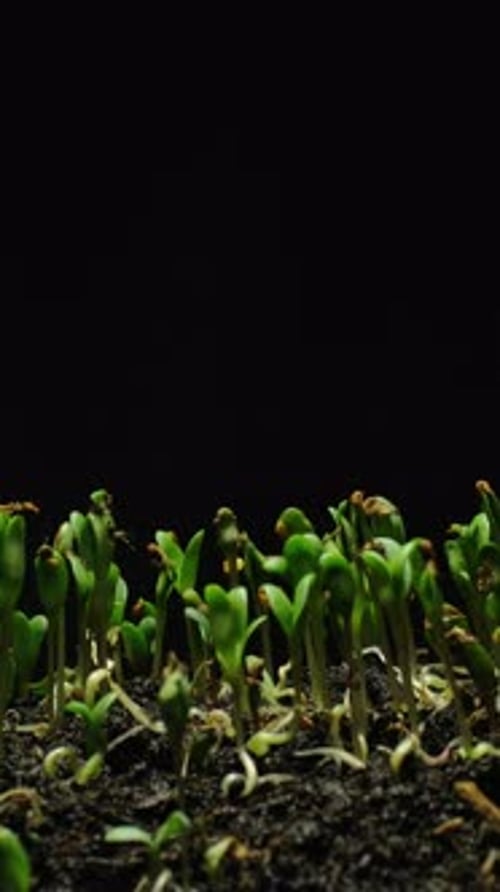 Seedlings Growth Time Lapse