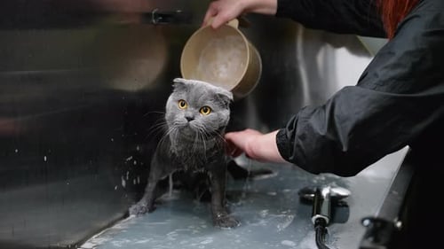 Gray Cat Bath Time at Grooming Facility