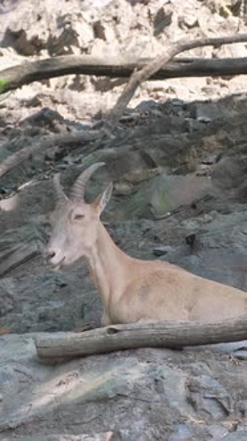 Mountain Goat on the Rocky Mountains of the Alps Vertical Video