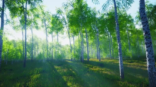 White Birch Grove in Spring