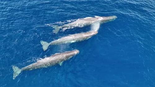 Aerial view of sperm whales in blue ocean, Mexico.