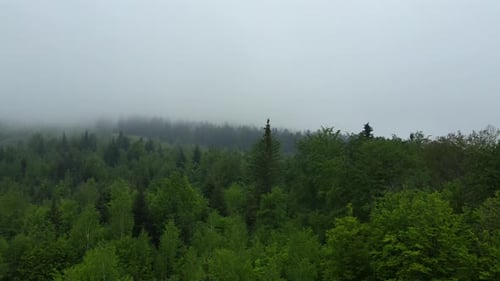 Aerial drone shot morning mist fog rolling in over various green forest at summer day