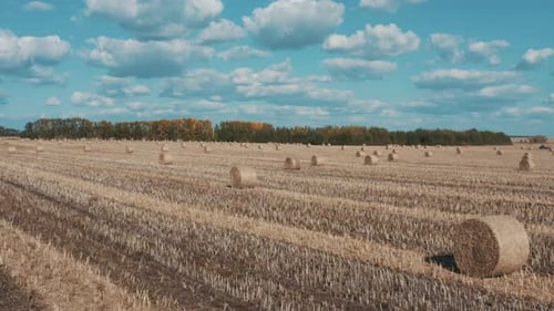 Many Haystacks In The Field