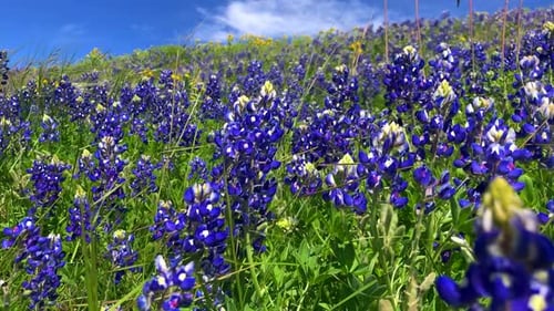 Bluebonnets soufflant au vent sur une colline