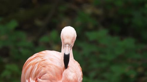 Flamingo de pie con elegancia sobre un telón de fondo verde natural, un limícola rosado que observa el entorno con