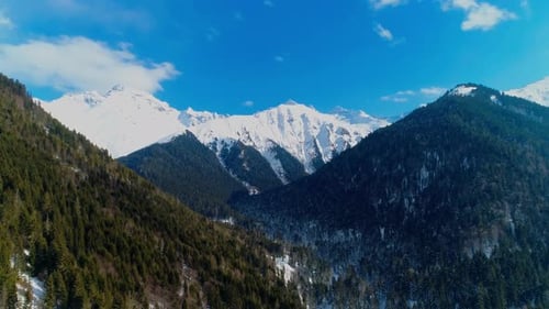 Montañas nevadas y bosques